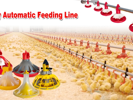 Sistemas automáticos de bebida y alimentación de pollos: Una solución innovadora para mejorar la eficiencia en las granjas a gran escala