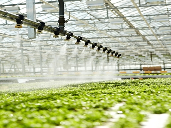Disinfezione dell'acqua agricola con PHA: la soluzione per prolungare la vita utile di grondaie e tubi di irrigazione