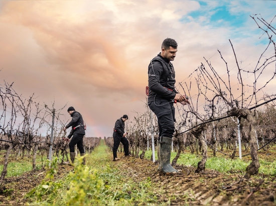 3 Winzer im Weinberg, ausgestattet mit der professionellen elektrischen Rebschere INFACO F3020