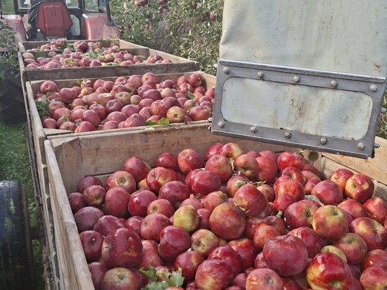 Apple harvester FELIX Z is becoming more and more popular