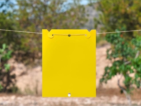 Sticky Traps: Building a Smarter Pest control strategy