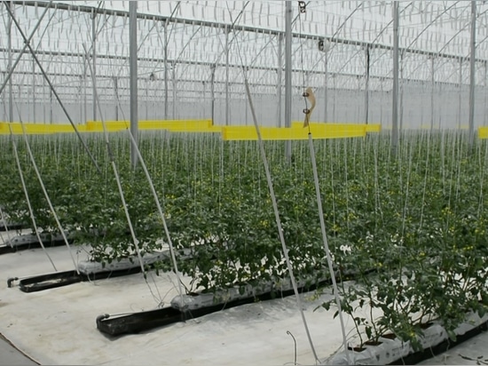 Top-quality adhesive rolls: effective pest control without deformation or loss of yield
