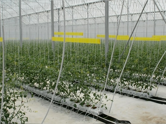 Top-quality adhesive rolls: effective pest control without deformation or loss of yield