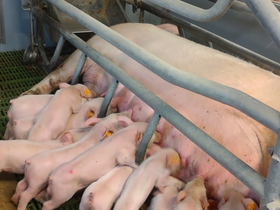Ferkel auf dem Bauernhof mit Konax Agridos