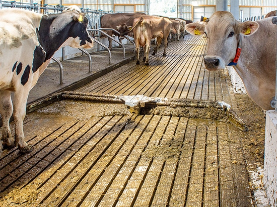 Évacuation rapide et éprouvée du fumier grâce à la racleuse pendulaire PKSF