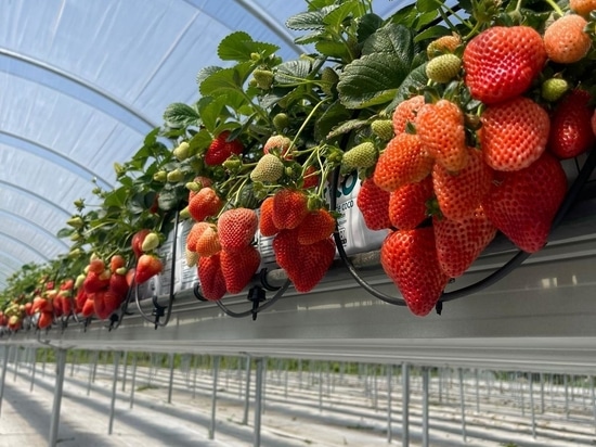 Gestion des racines chez les fraisiers : l’importance de la hauteur et du drainage