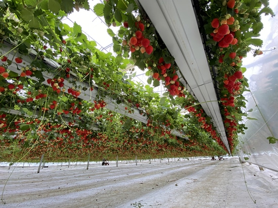 Gestion des racines chez les fraisiers : l’importance de la hauteur et du drainage