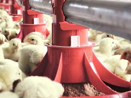 Poultry Farming Equipment: Complete Guide to Poultry Feeding Line