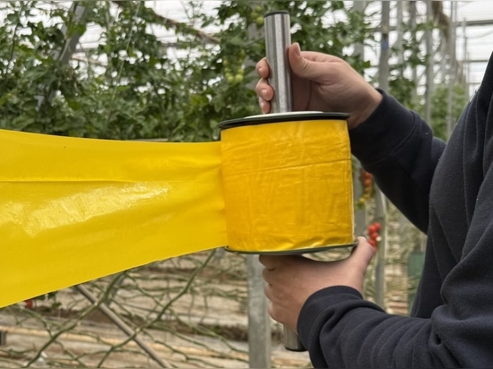 Klebefangrollen fürs Gewächshaus: Gelb oder Blau gegen Thripse und Weiße Fliegen?