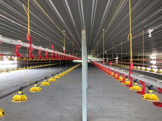 Futterwanne und Tränke für Geflügel: Unverzichtbares Zubehör zur Optimierung des Fütterungssystems für Hühner