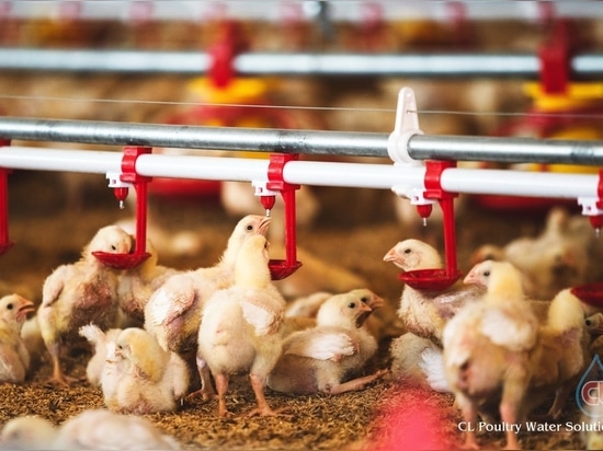 Nipple with Drip Cup: Core Poultry Equipment to Optimize Automatic Poultry Watering Line