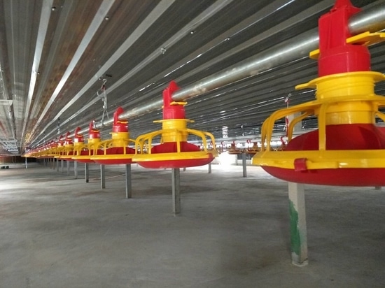 Automatic Feeder Pan: Essential Core Accessories for Modern Chicken Feeding Line