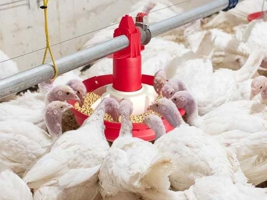 Feeder Pans: Core Poultry Equipment to Optimize Automatic Poultry Feeding Line