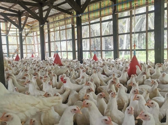Backyard Poultry Farming Equipment: Feeder and Drinker Solutions for Modern Poultry Production
