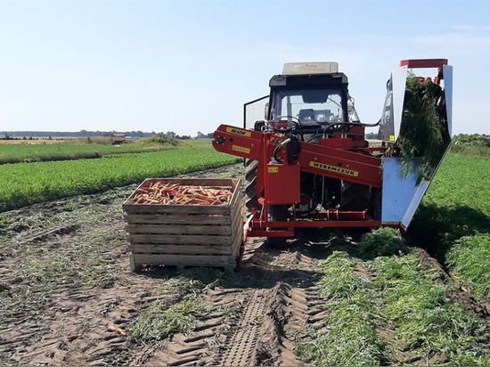 petite récolteuse de carottes