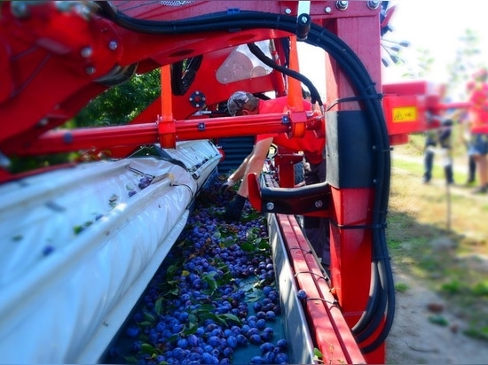 Plums (prunes) harvest with MAJA shaker