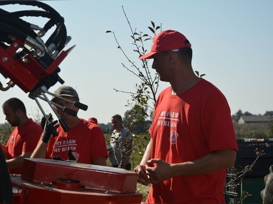 Cosecha de ciruelas (ciruelas pasas) con agitador MAJA