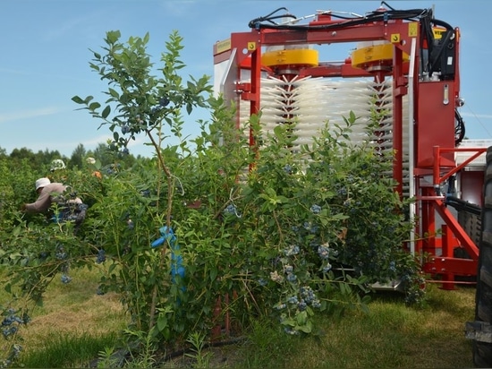 Blueberry harvester