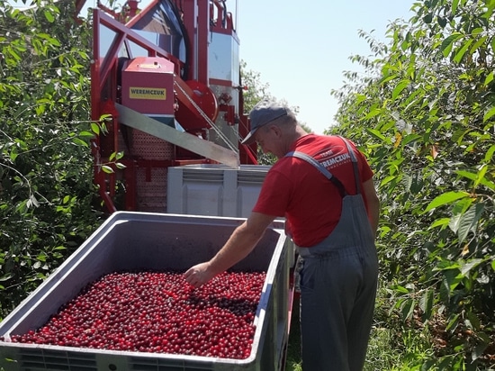 récolteuse de cerises