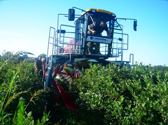 Blueberry harvest