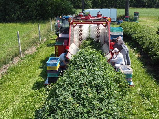 Haskap harvest - Poland - Weremczuk FMR Sp. z o.o.