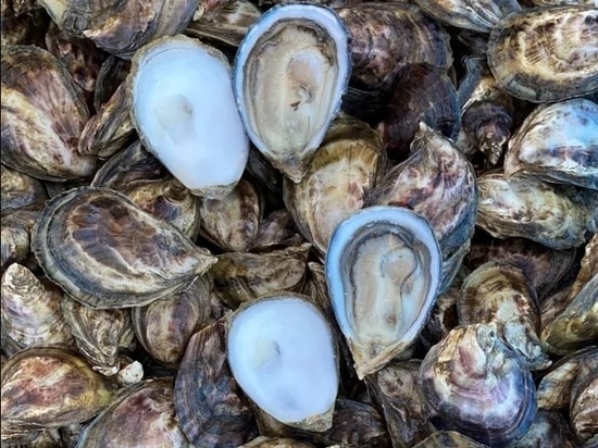 “Cocktail” oysters produced in the Roll’Oyster