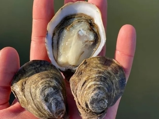 Cocktail oysters raised at Seaducer's farm