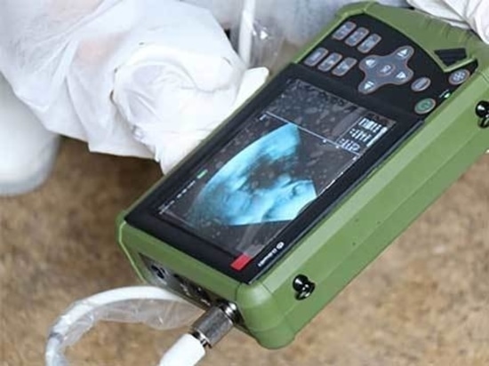 Common Veterinary Ultrasound Diagnostic Methods