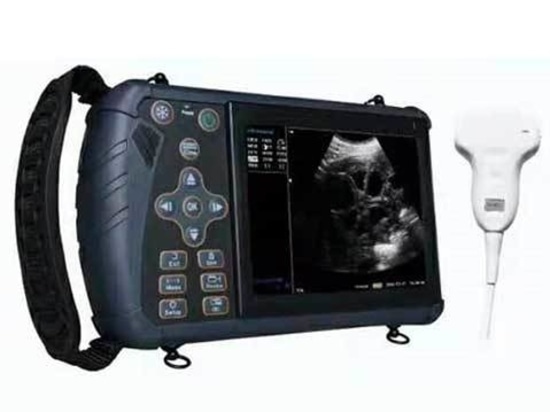 B-scan ultrasound in livestock production