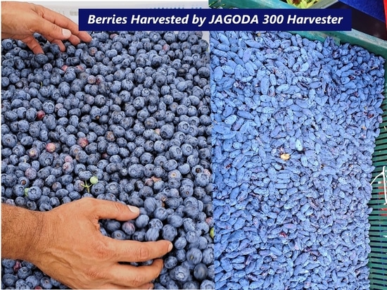 Mechanical Blueberry Harvester Can Save on Labor