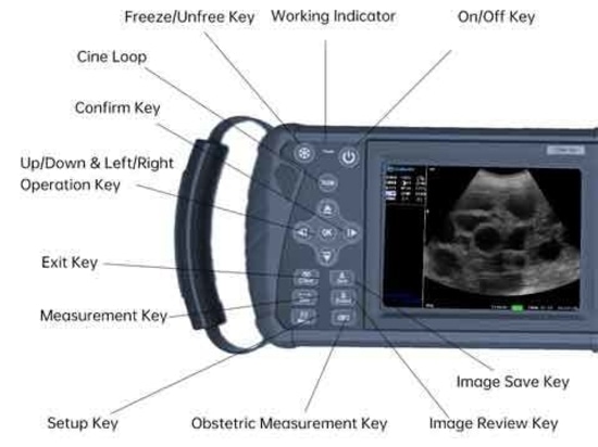 How much does an ultrasound for checking pregnant cows cost