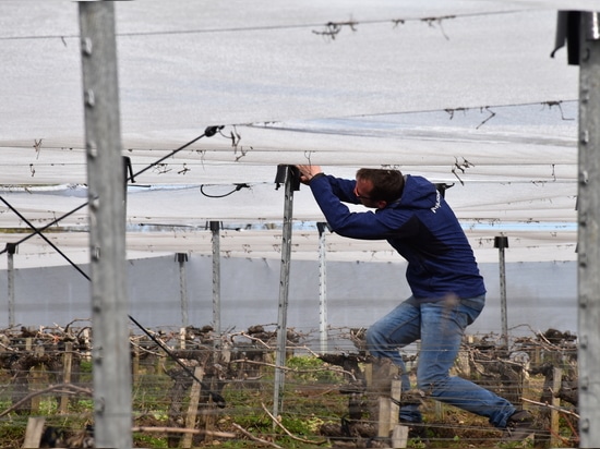 Our net against spring frost in the vines