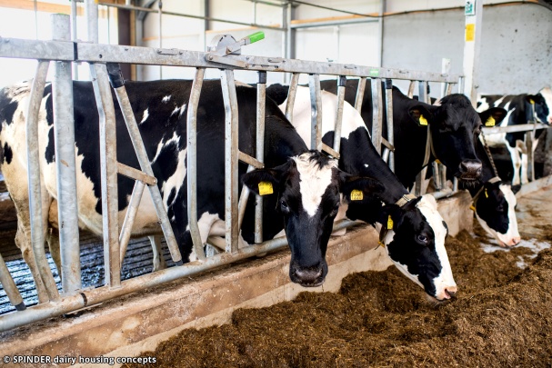 Spinder Dairy Housing Concepts Photo 3