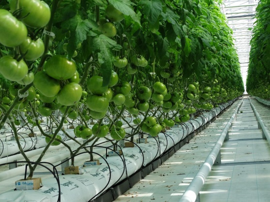 HYDROPONIC SYSTEMS INTERNATIONAL Photo 1