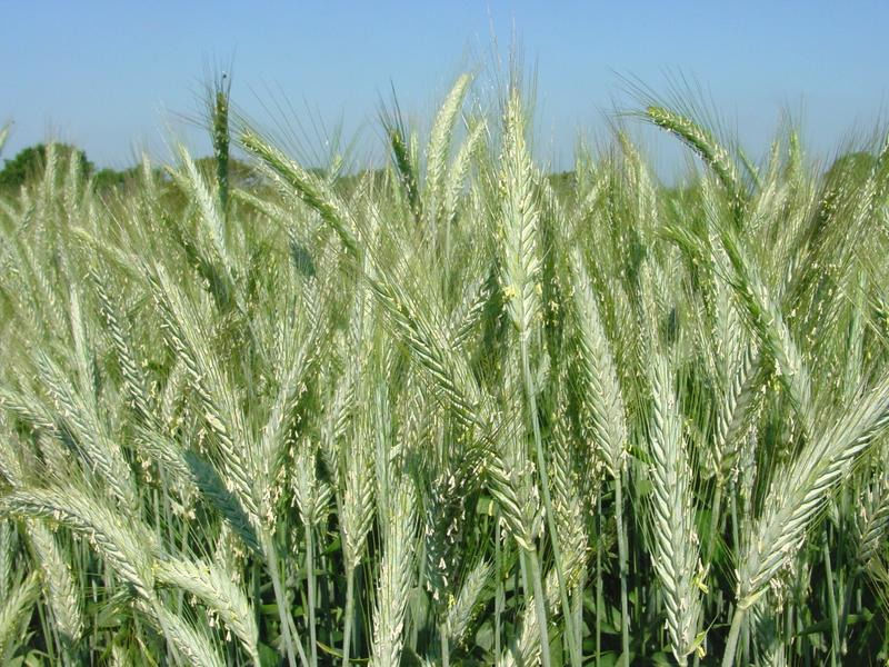 Tazza Raccogli Grasso, Resistente In Acciaio Verniciato A Polvere, Affidabile Collettore Di Grasso Per Griglia Per Uso Interno Ed Esterno - Foto 10