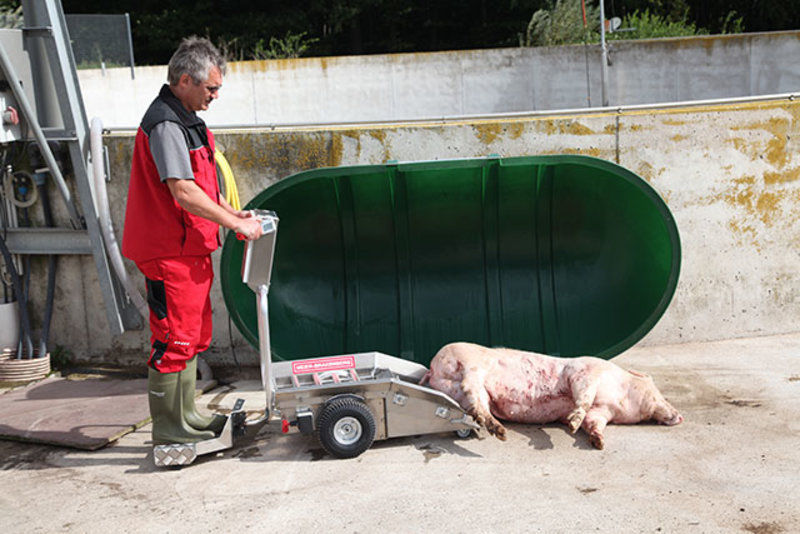 livestock carcass transport trolley application