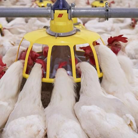 Bevitori A Morso Per Pollame – 10 Pezzi, 360°, In Plastica E Acciaio, Per Conigli, Polli, Anatre - 2
