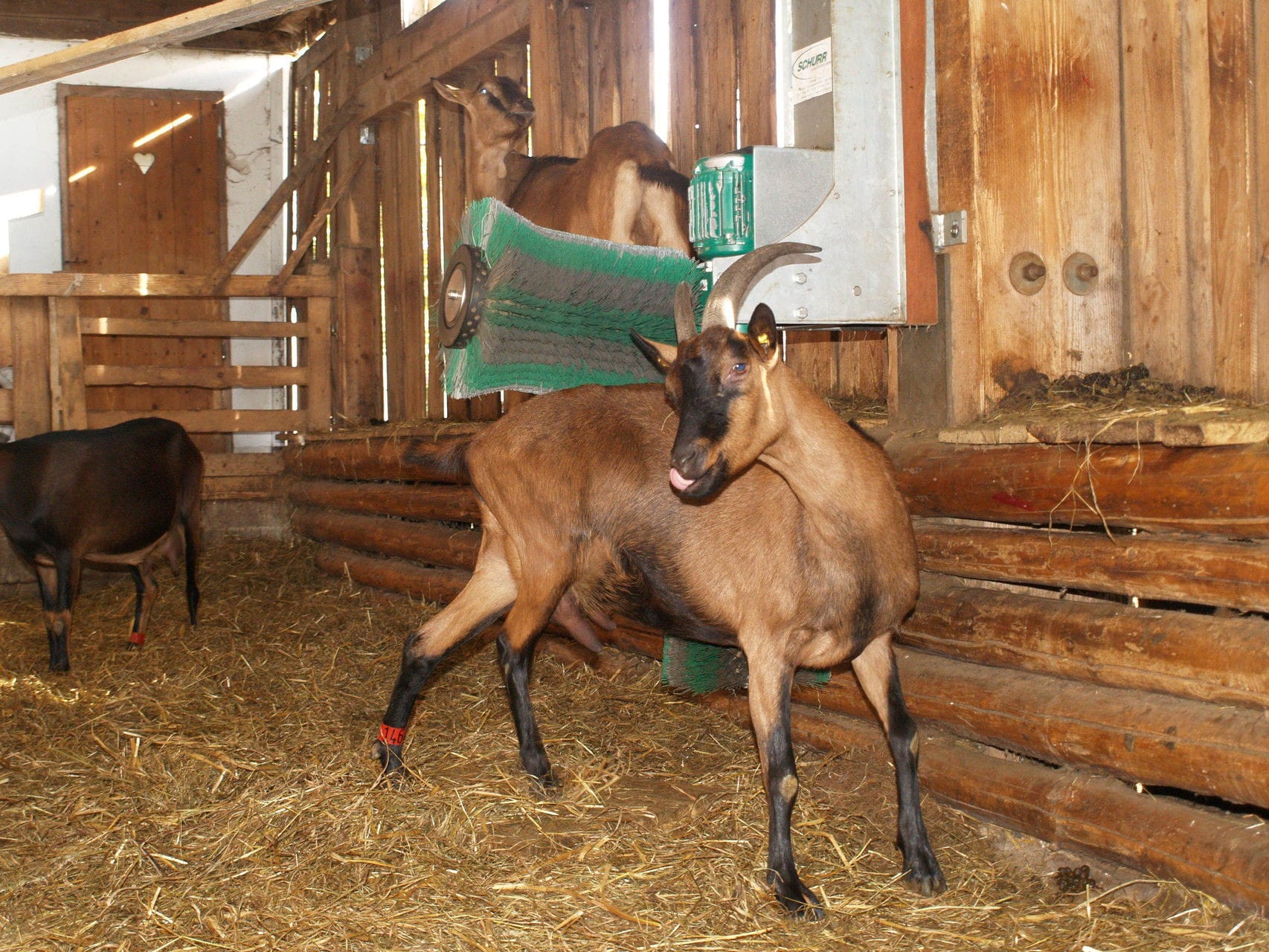 Spazzola Per Animali Grandi Longzhuo - Per Cavalli, Mucche, Pecore E Bestiame - Foto 11