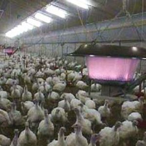 MATERIALI PREMIUM 12 V 24 V Riscaldamento Cartuccia Ceramica Per