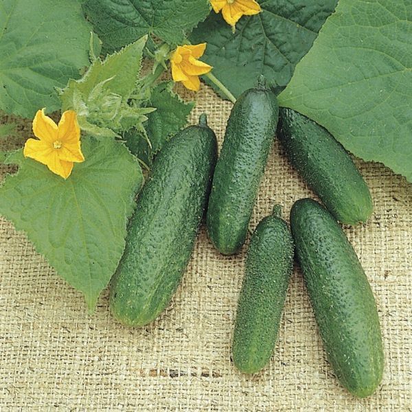 Uva Senza Semi: Nomi Delle Varietà, Verde, Scura, Nera, Lunga, Dolce - Foto 6