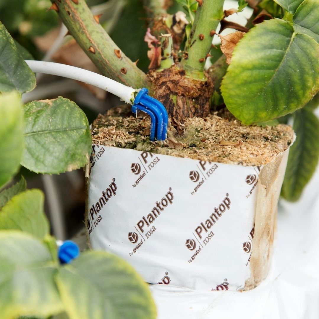 Substrato Per Rose Con Pomice 7-12mm - Sacco Da 20lt Per Vaso O Terra - Foto 5