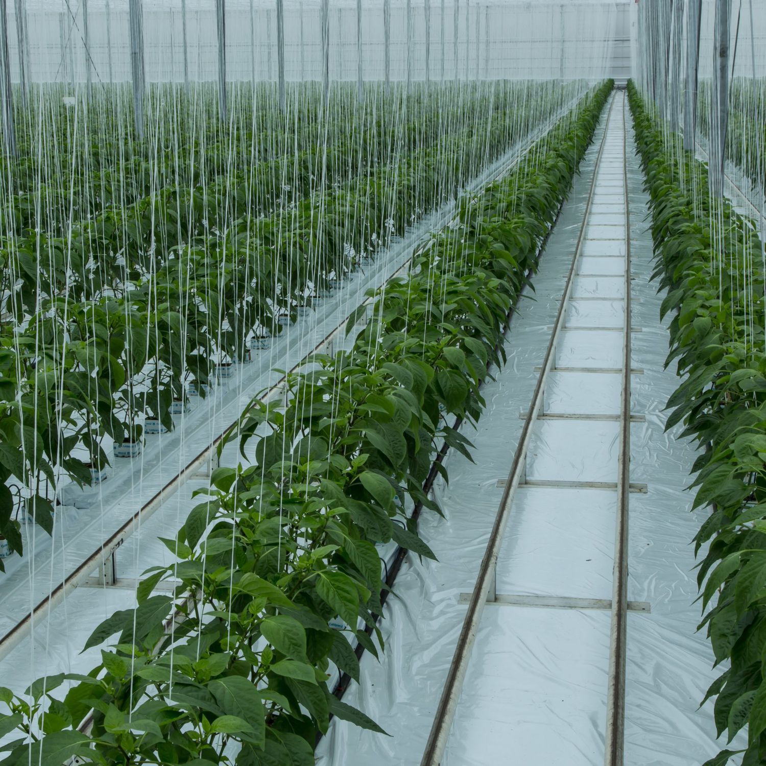 Tela Pesante 10x14 Piedi Telone In Tela Olive Drab 18 Oz Di - Foto 8