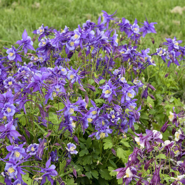 Semi Aquilegia Mista - Circa 50 Semi, Pianta Perenne Resistente, Per Giardino O Vaso