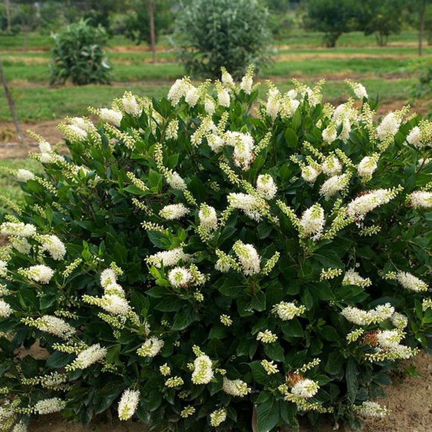 arbusti con fiori bianchi profumati