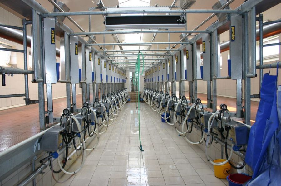 Sala di mungitura per mucche - FARMTEC a.s. - a spina di pesce / uscita