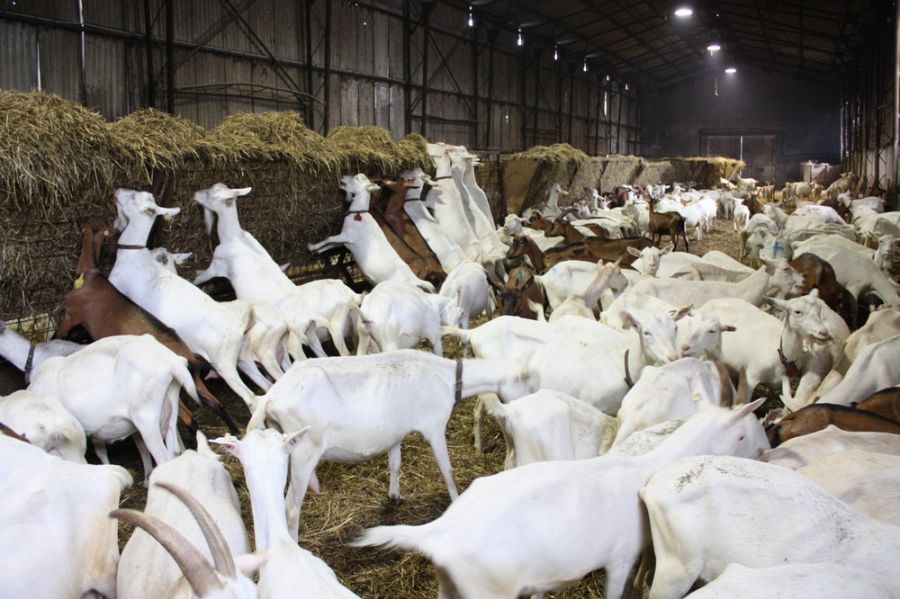 Stalla modulare / per ovini / per caprini FARMTEC a.s.