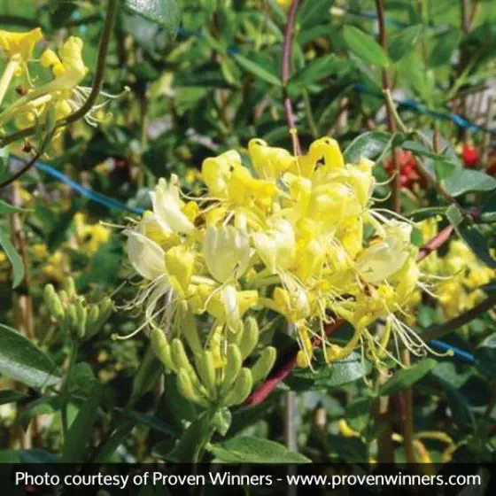 Vendita online fiori di Bach granuli Sos 39 di Biofloral