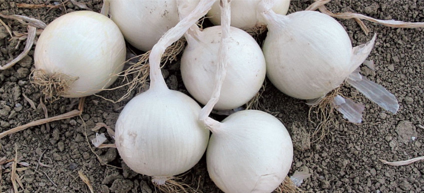 Piantare Bulbilli Di Cipolla: Cosa Sono E Come Fare - Foto 13