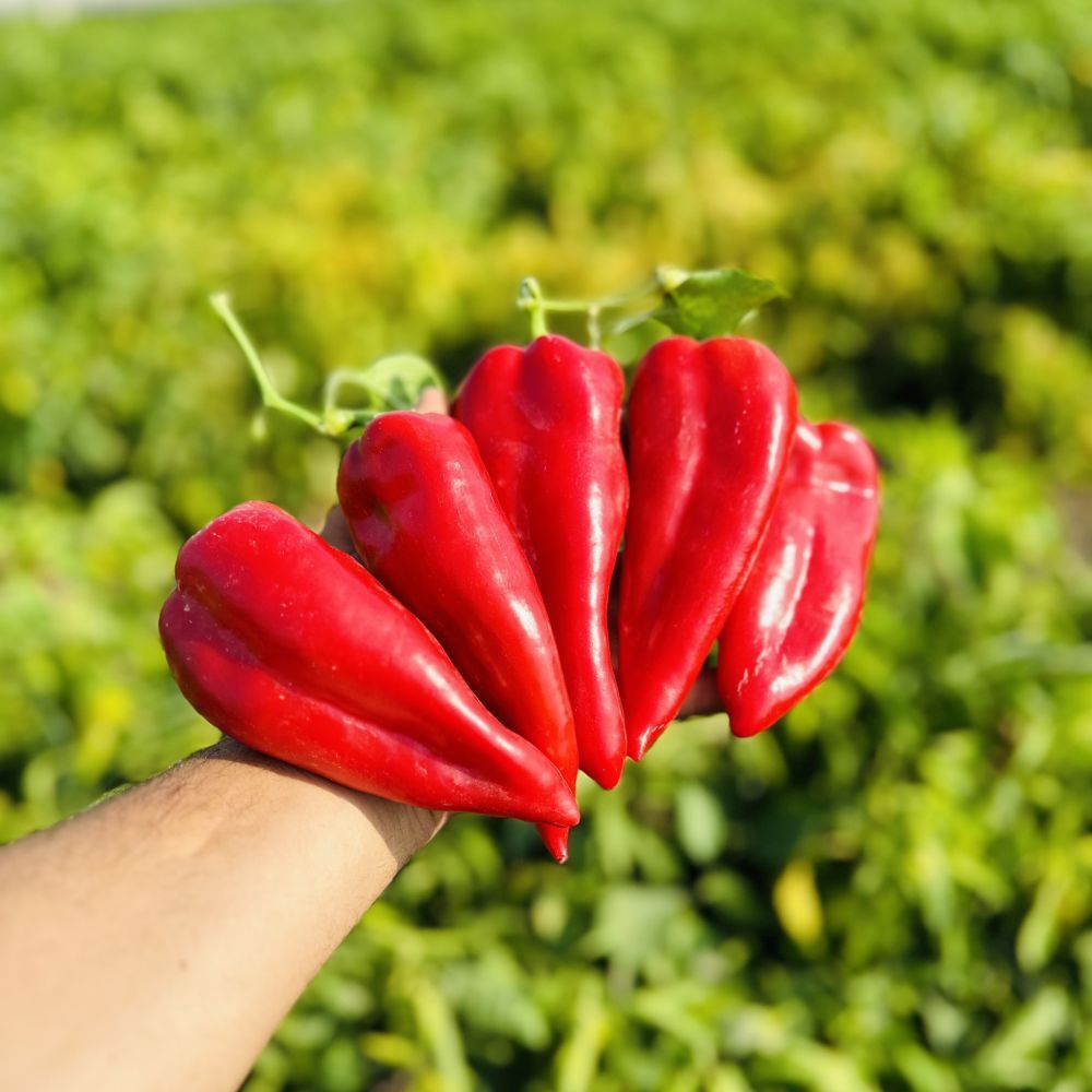 Peperone Roso Semi di peperone rosso - NEFES - Manier Seeds - verde