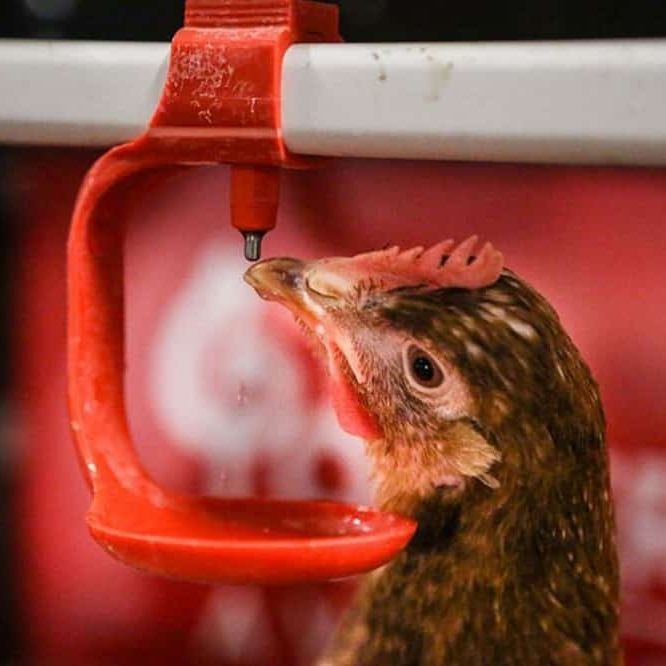 Abbeveratoio Automatico Per Polli - Confezione Da 10 - In Plastica Con Trapano - Per Galline, Anatre, Tacchini